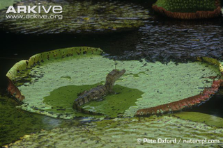 Illustration for article titled Sunday Crocodilian - Caiman crocodilus Edition
